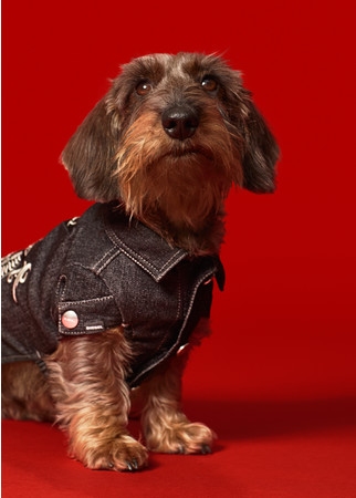 DIESEL初のドッグウェアコレクションが登場 | ディーゼルジャパン株式