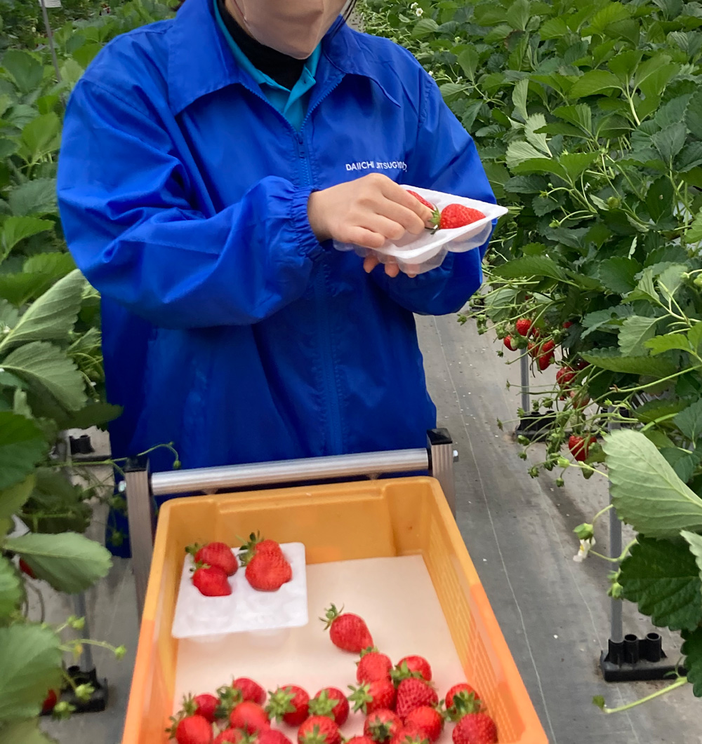 コバヤシ ハンモックトレー8H 8個用 133×200×33 トレー いちご | 野菜