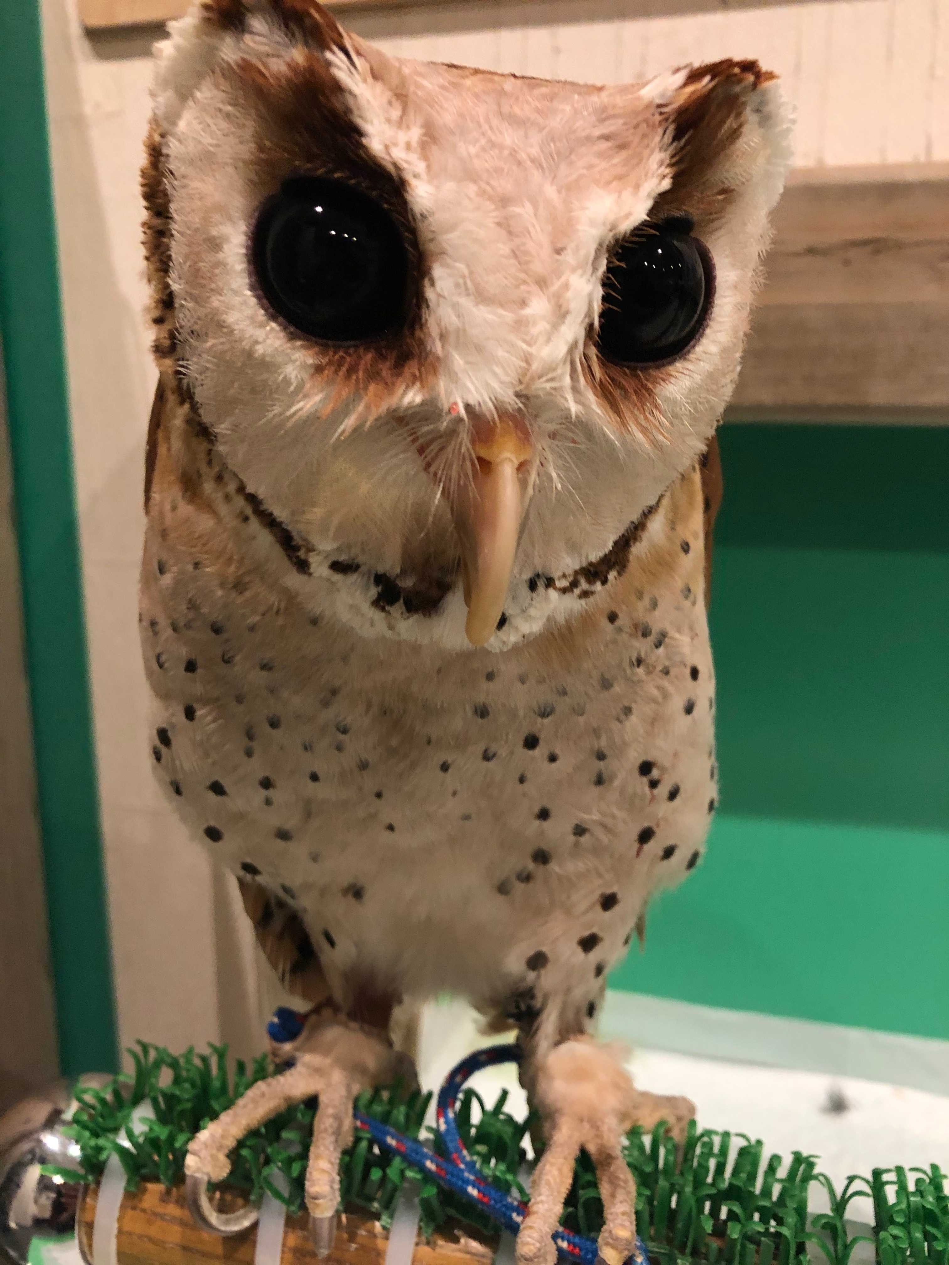 珍しいフクロウが見られるフクロウカフェ その5〜ニセメンフクロウ