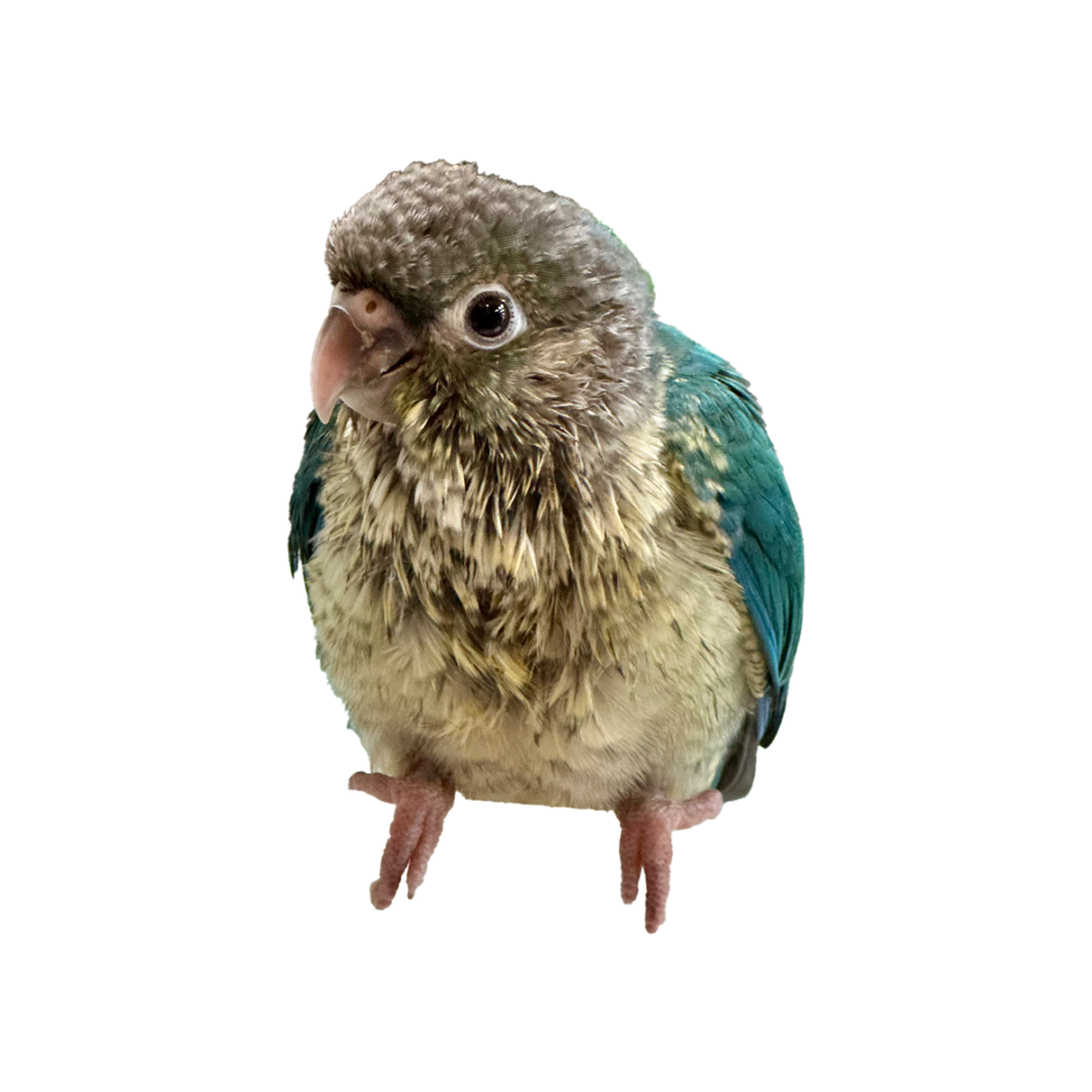 ウロコインコ とっても懐っこいです❤【ホオミドリアカオウロコインコ