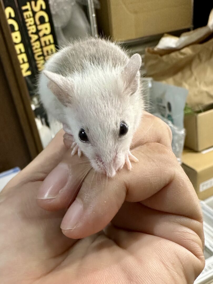 ヤワゲネズミ 51-60g 33匹 ヤワゲネズミ | ペットレーダー