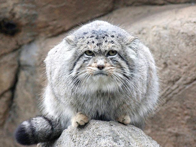 動物図鑑/マヌルネコ(モウコヤマネコ)