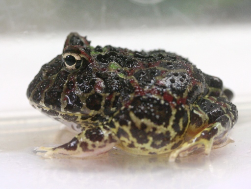 完売です] 黒いです！ ベルツノガエル（ブラックタイプ） MLサイズ