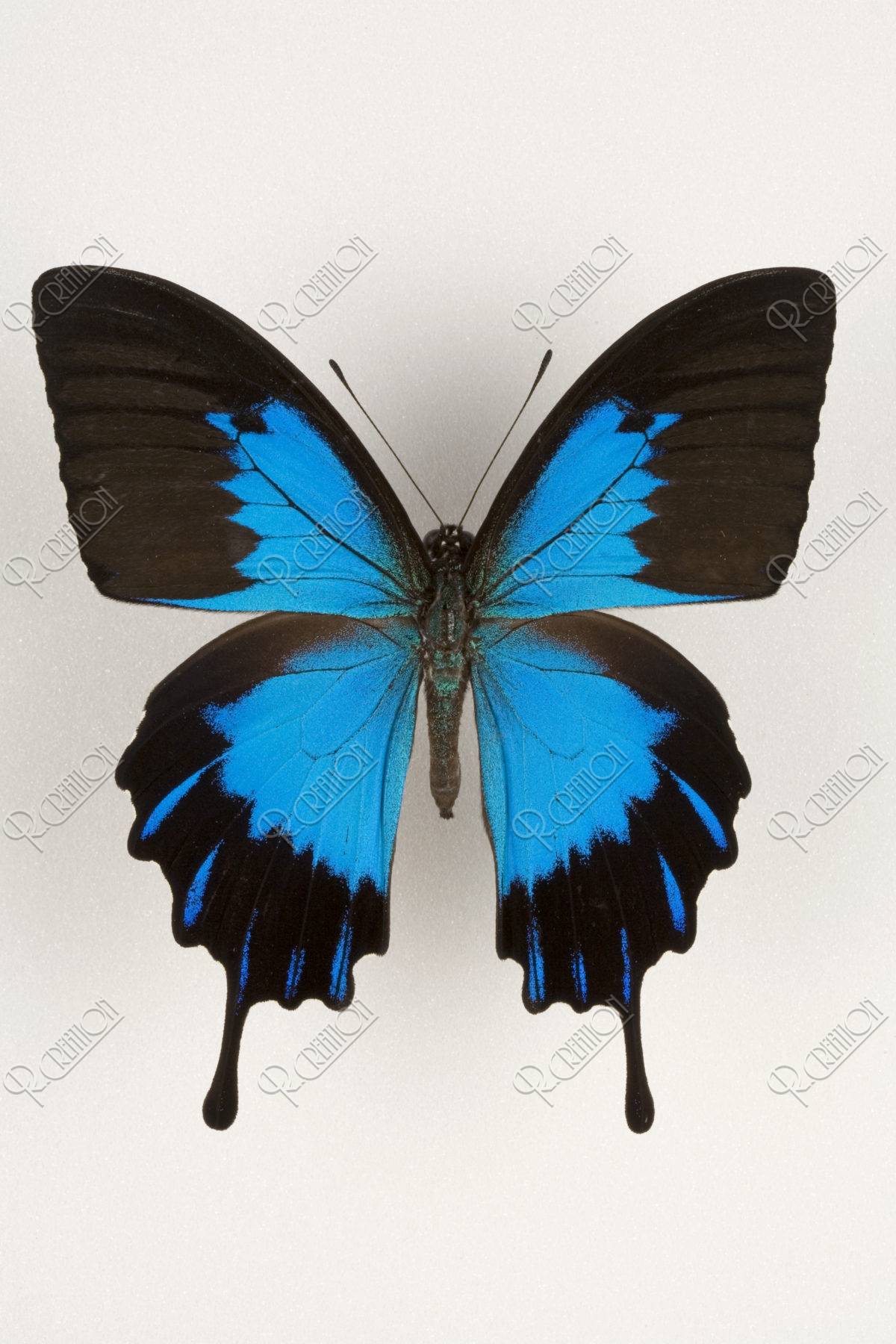 蝶標本 Papilio ulysses 外国産蝶標本 オオルリアゲハ/Papilio ulysses