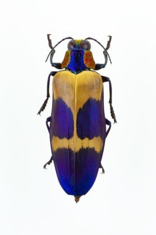 ムラサキケブカフトタマムシ | 写真 | アールクリエーション