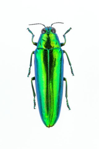 ムラサキケブカフトタマムシ | 写真 | アールクリエーション