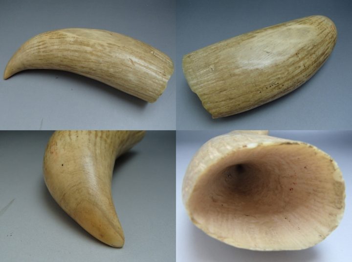 マッコウクジラの歯 2本セット マッコウクジラの歯2本 Yahoo