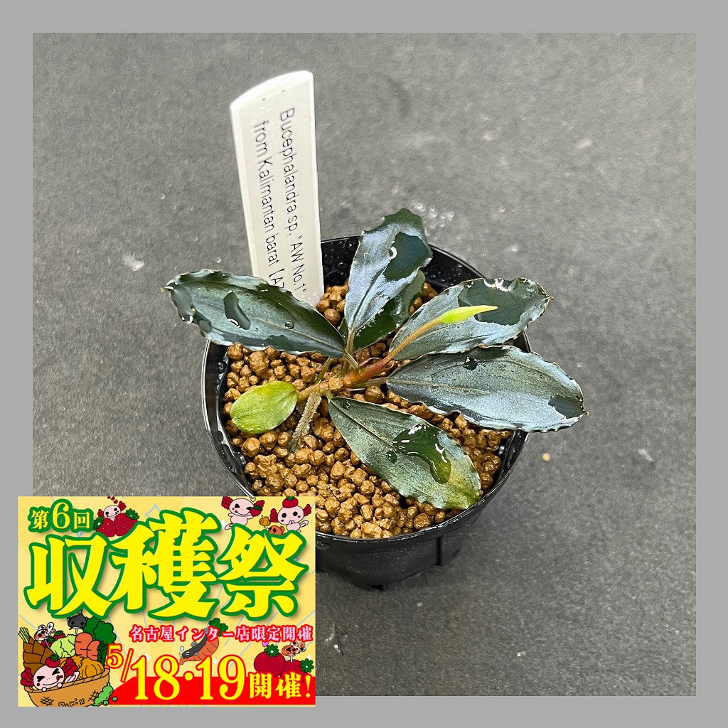 けむ ブセファランドラ sp.Tebakang、ララズ けむ ブセファランドラ sp