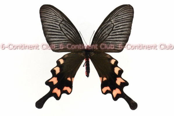 京大蝶研六大陸クラブのTropical Delights - キシタアゲハ族 Troidini