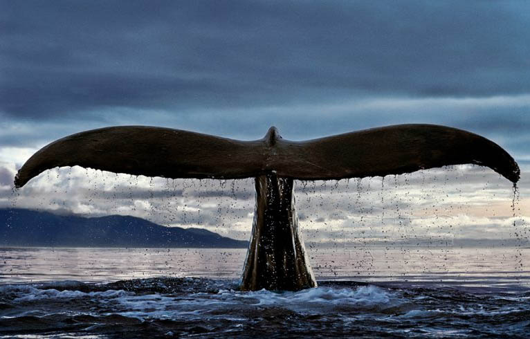 I finally found the whale poster I've been hunting for years