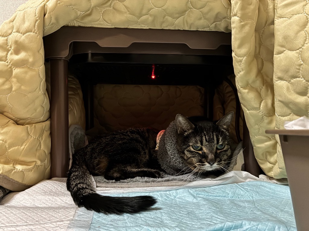 マルカン 遠赤外線にゃんこの和みこたつ M コタツ : チャーム charm