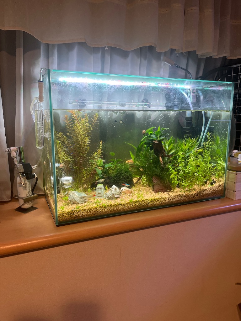 グラステリア GEX 60cm水槽セット グラステリア600 6点