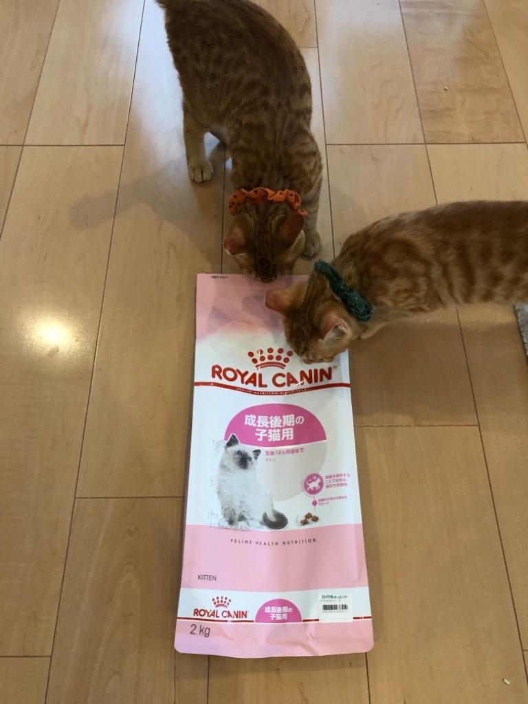 ロイヤルカナン（ROYAL CANIN） 子猫 キトン 成長後期の子猫用 生後