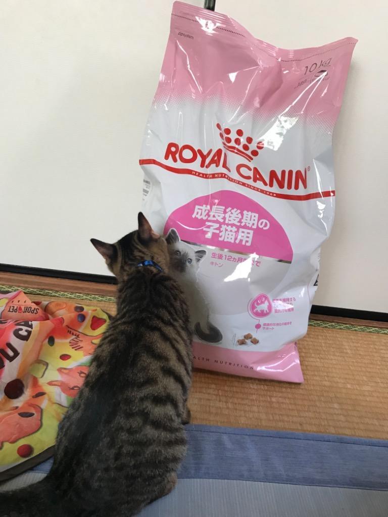ロイヤルカナン（ROYAL CANIN） 子猫 キトン 成長後期の子猫用 生後