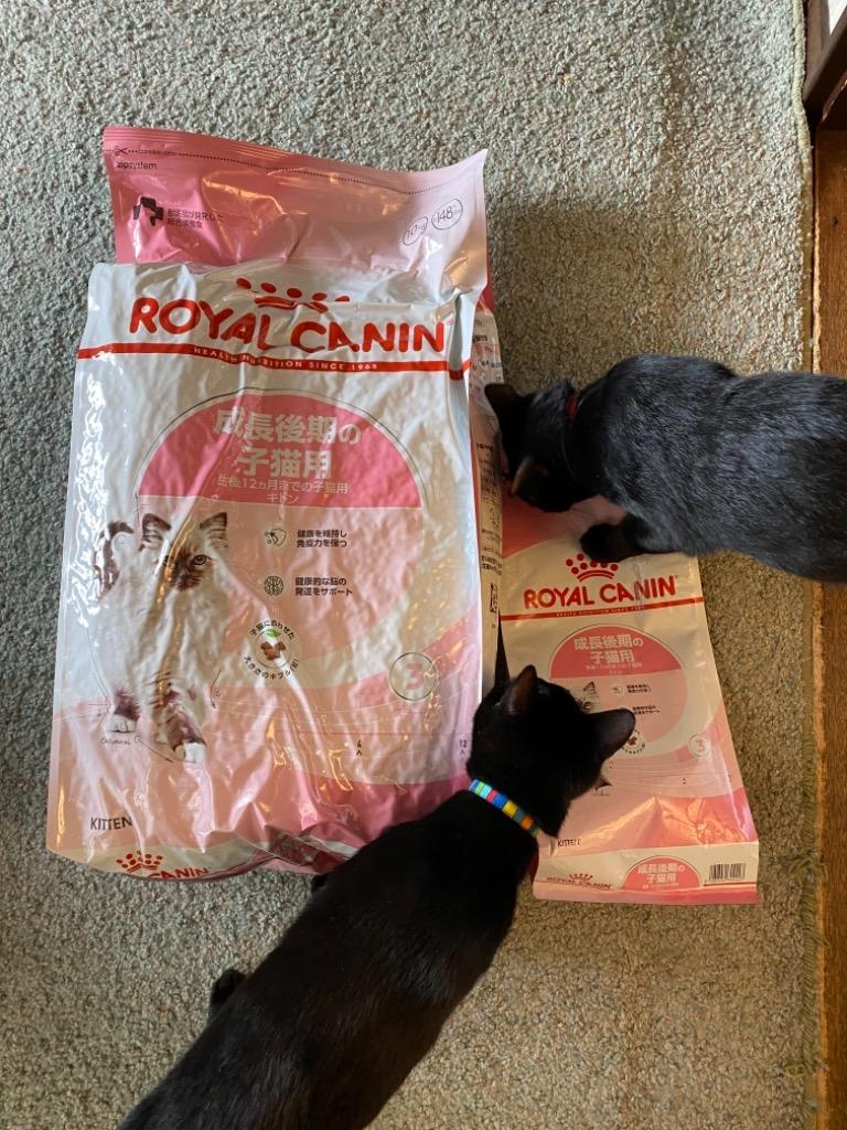 ロイヤルカナン（ROYAL CANIN） 子猫 キトン 成長後期の子猫用 生後