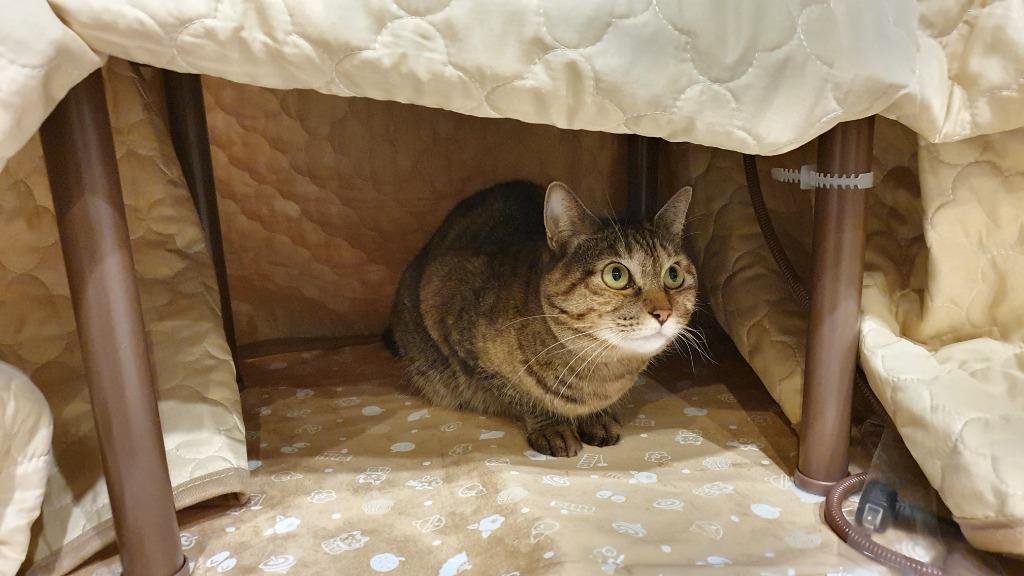 マルカン 遠赤外線にゃんこの和みこたつ L CT-544 : magpet - 通販