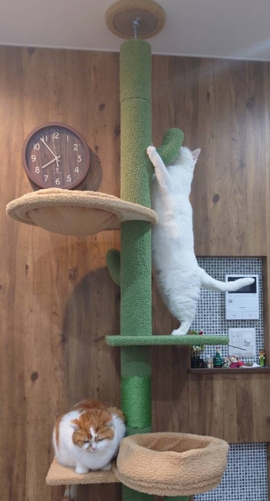 送料無料 キャットタワー 突っ張り サボテン スリム 太い支柱 極太10cm