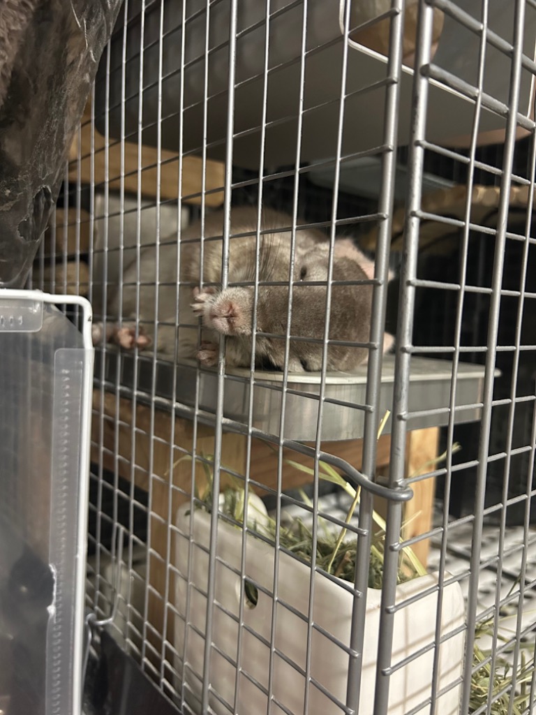 PC−200 チンチラのクーラー チンチラのヒーター チンチラの