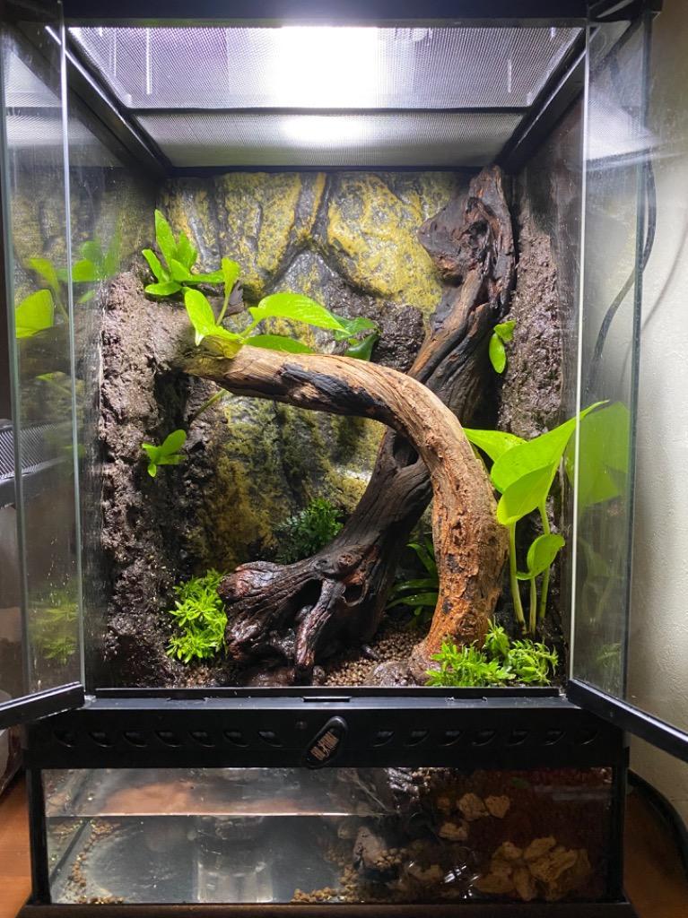 エキゾテラ グラステラリウム2個セット 値下不可 エキゾテラ グラス