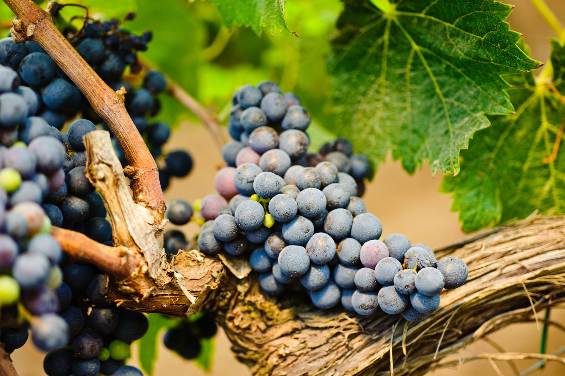 Planeta 2013 Santa Cecilia Nero d'Avola (Noto) Rating and Review