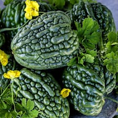 Big Top Bitter Melon Seeds | Baker Creek Seeds
