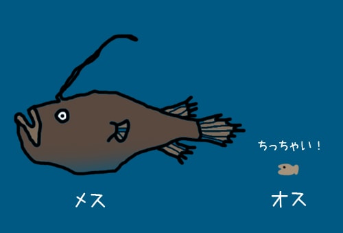 凄い！今度はミツクリエナガチョウチンアンコウ - お魚三昧生活 【激