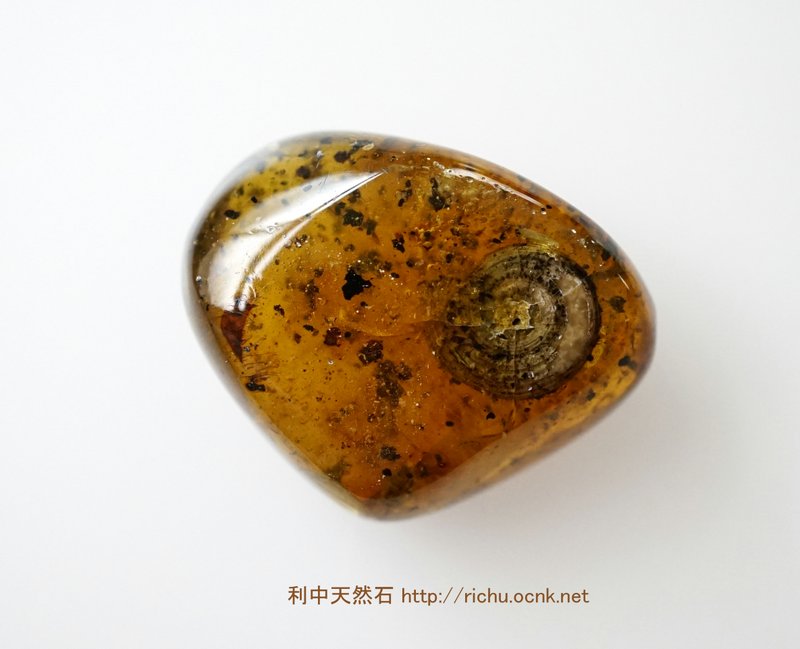 きのこの化石入りバーマイトミャンマー琥珀