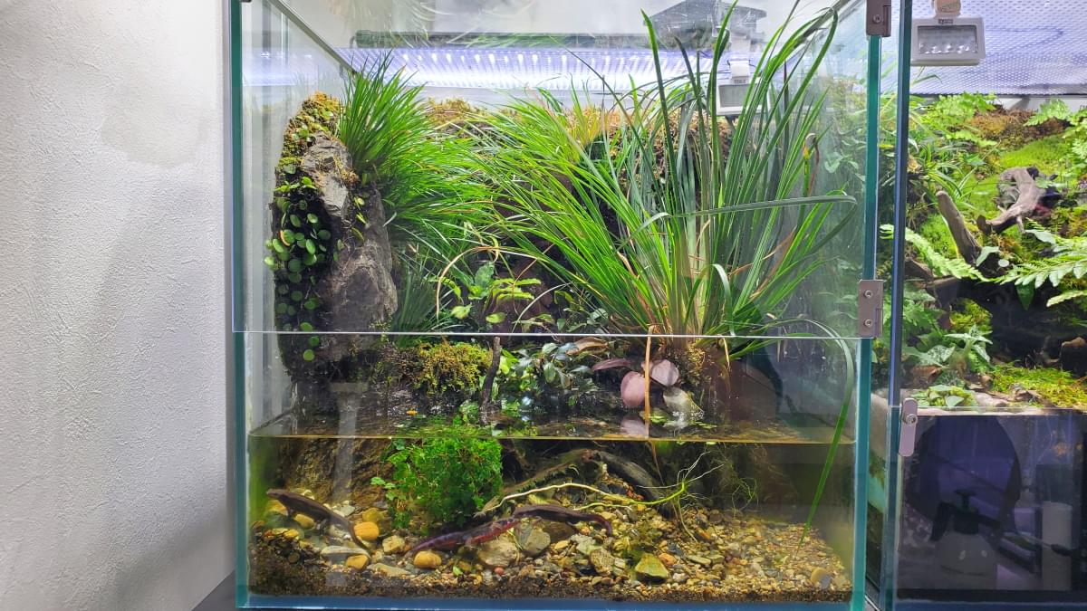 40cm イモリウム パルダリウム テラリウム水槽