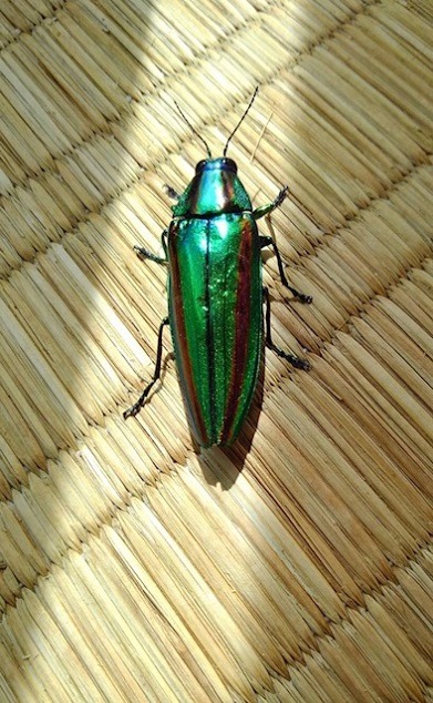 宝石昆虫「ヤマトタマムシ」発見！ – はたけあそびネット