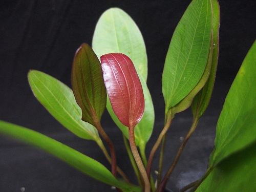 Roots”Web site(水草・水辺の植物・ジャングルの植物の販売・通販)