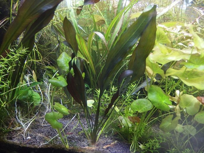 エキノドルス ホレマニー 'スーパーレッド' - “Roots” Stock Store