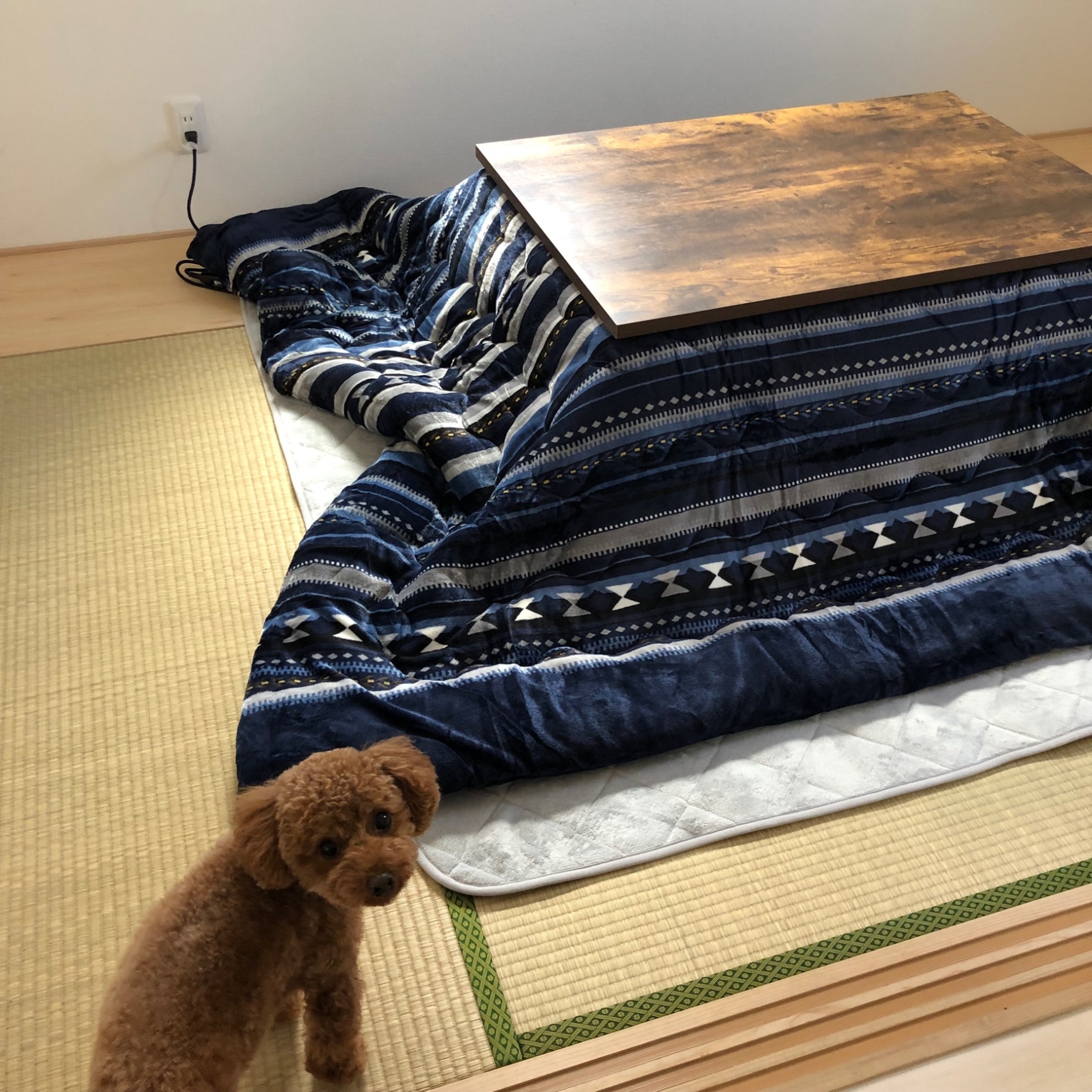 幅105cm] リビングこたつ (フロットC 105 ヴィンテージ) ニトリ 【玄関