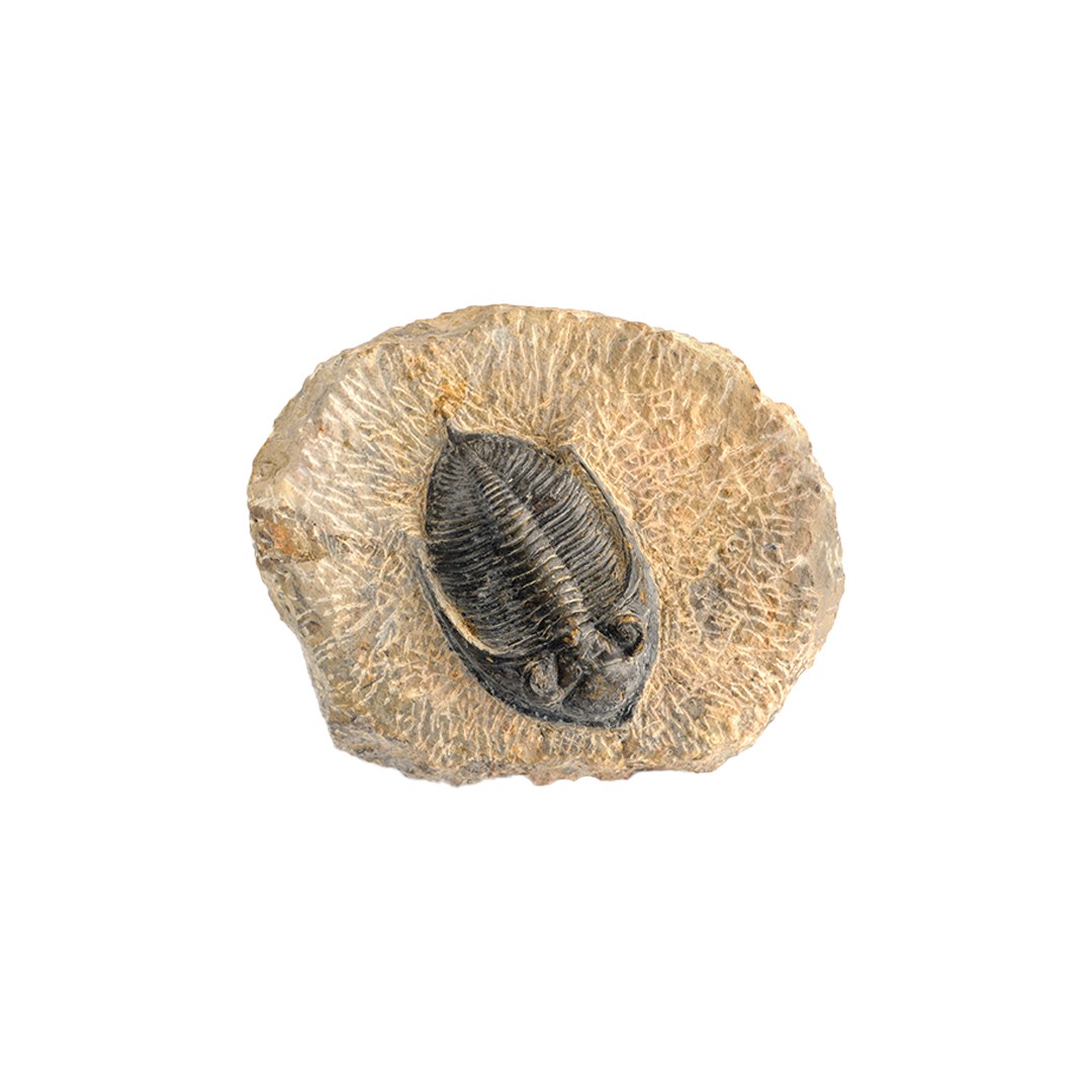 Trilobite Fossil (Trilobite Fossil) - Rock Identifier