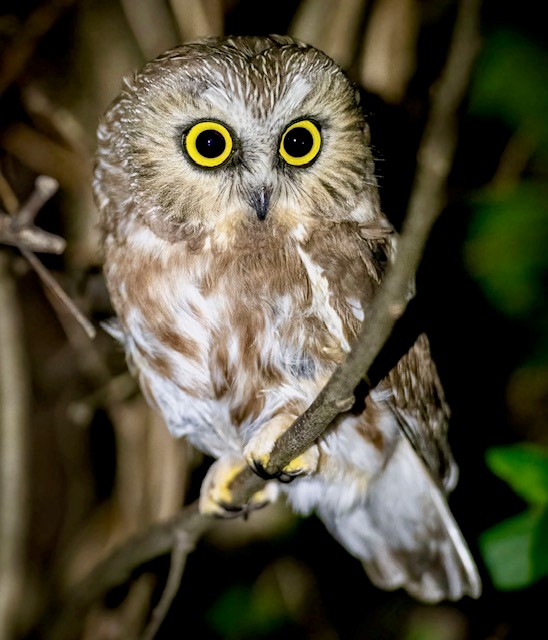 Owl Demo at Mine Hill Preserve - Roxbury Land Trust