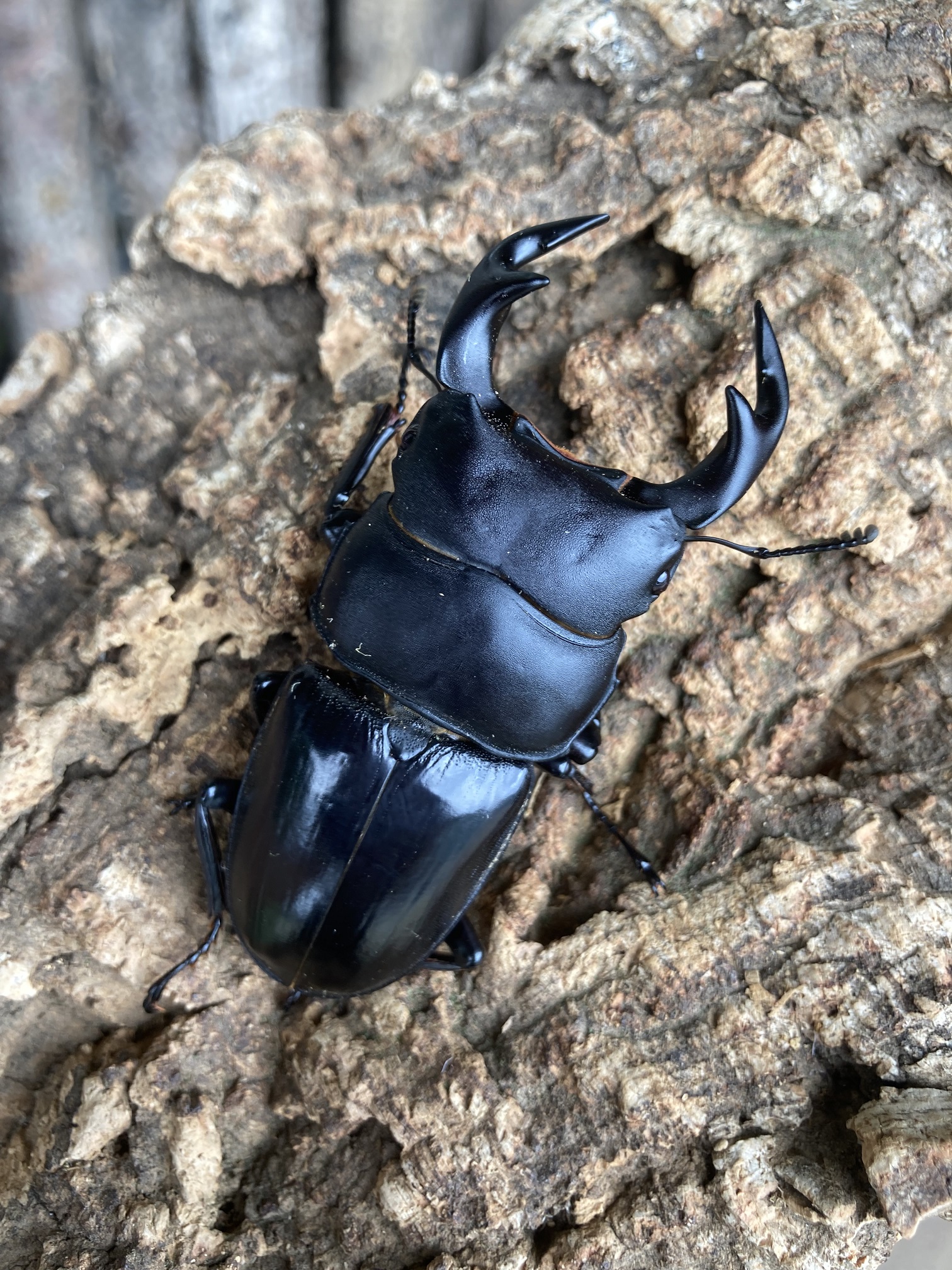 タイワンオオクワガタペア-2 | RTN Online