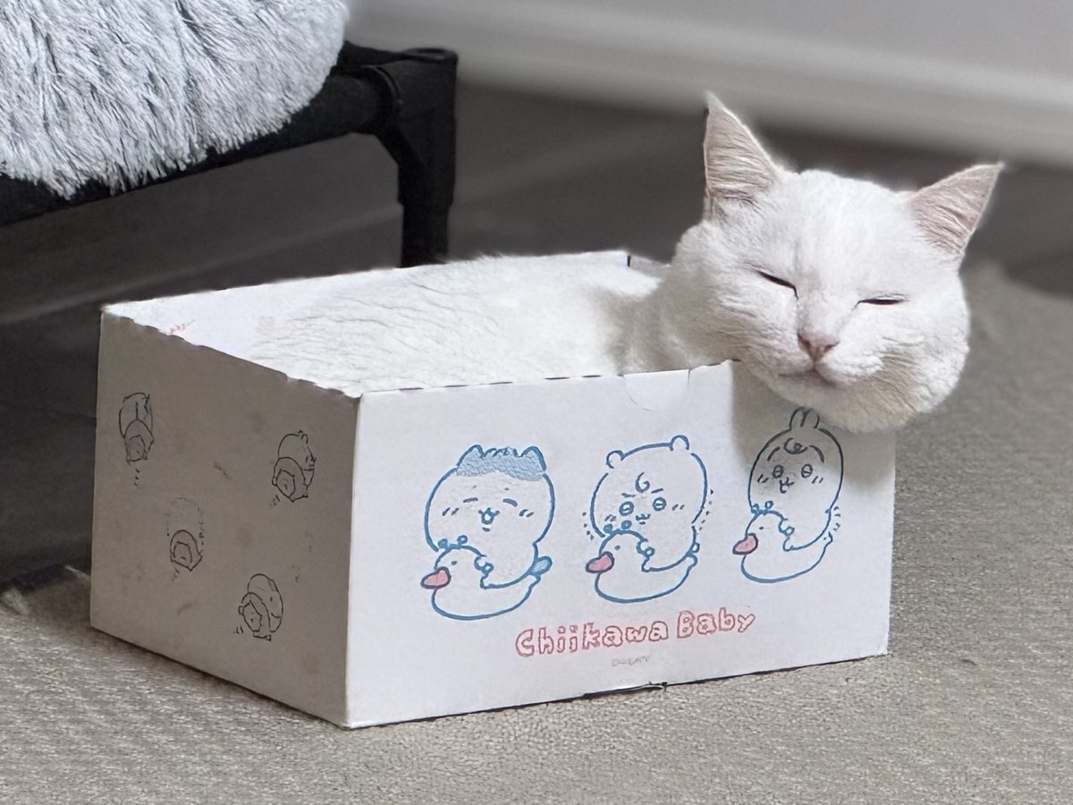 澤本夏輝 BD クッション