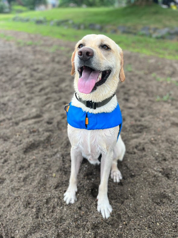 フロートコートライフジャケット |犬用パーソナルフローティング