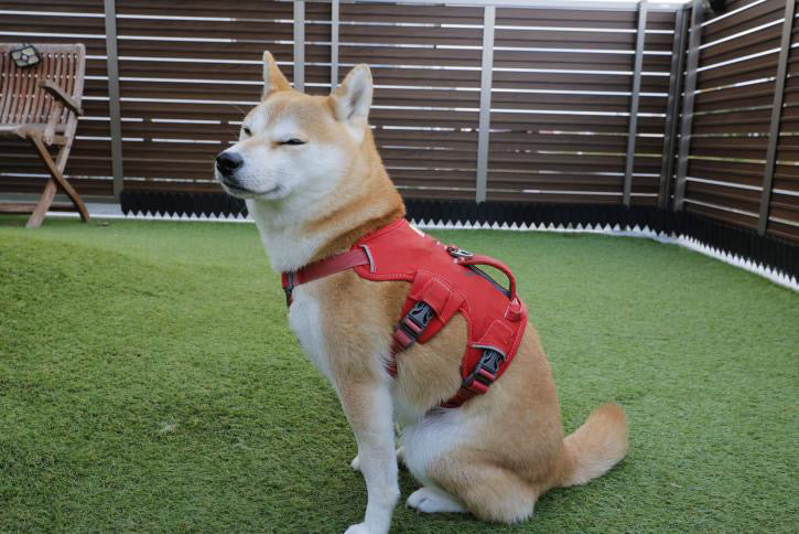 Ruffwear （ラフウェア） 犬用ハーネス&リードセットSサイズ レッド