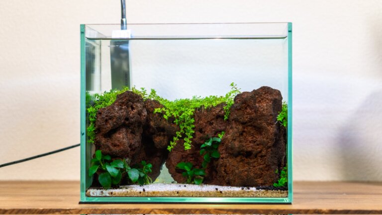 アクアテラリウム水槽 完成品 中型 赤溶岩石レイアウト アクア