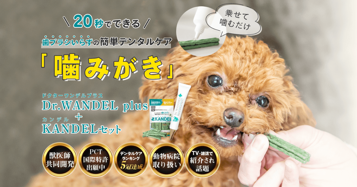 ドクターワンデル カンデル 6セット デンタルガム ドクターワンデル