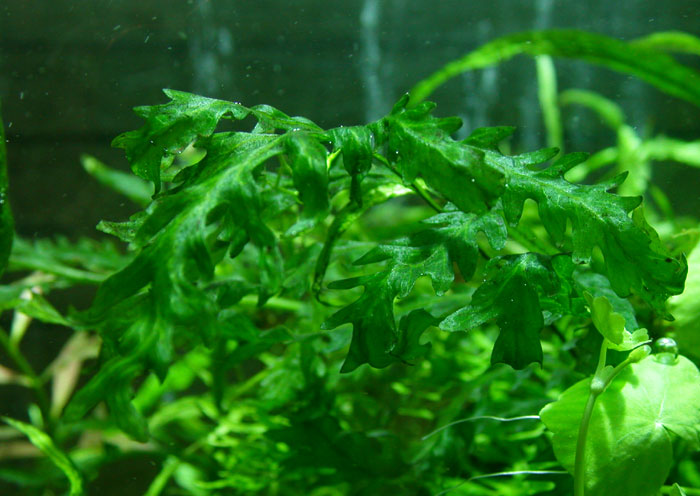 ボルビディスヒュディロティ ミクロソリウムトライデント