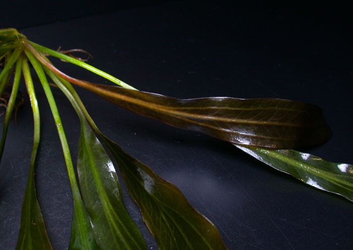 エキノドルス ダークグリーンホレマニー ヴェルデ産2003.03.19【レヨン