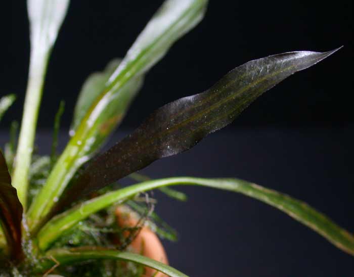 エキノドルス ホレマニー レッド オリエンタル便【レヨンベールアクア】