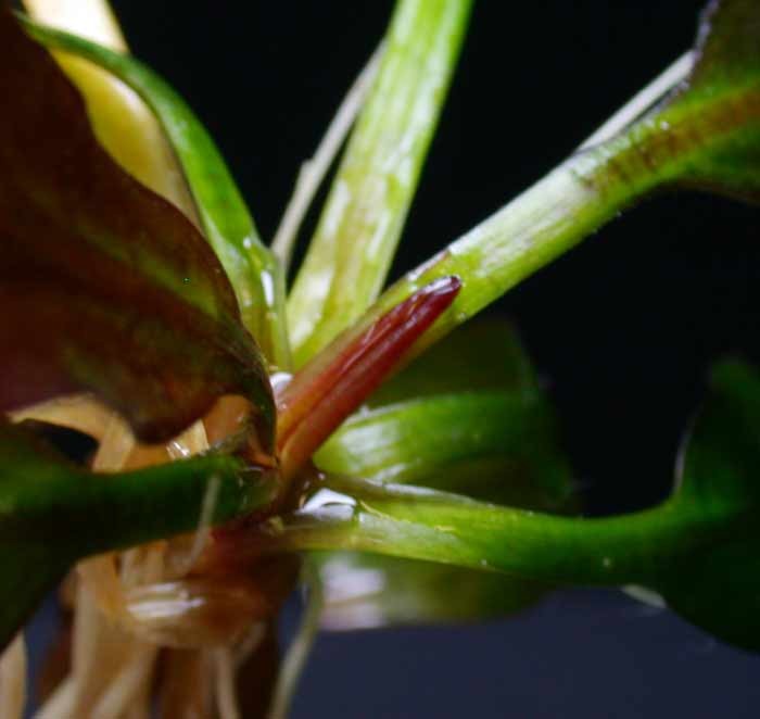 Y*o様 エキノドルス ホレマニー ブラッドレッド エキノドルス