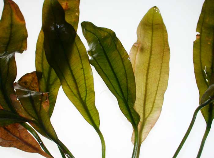 エキノドルス ホレマニー レッド ウルグアイ産【レヨンベールアクア】