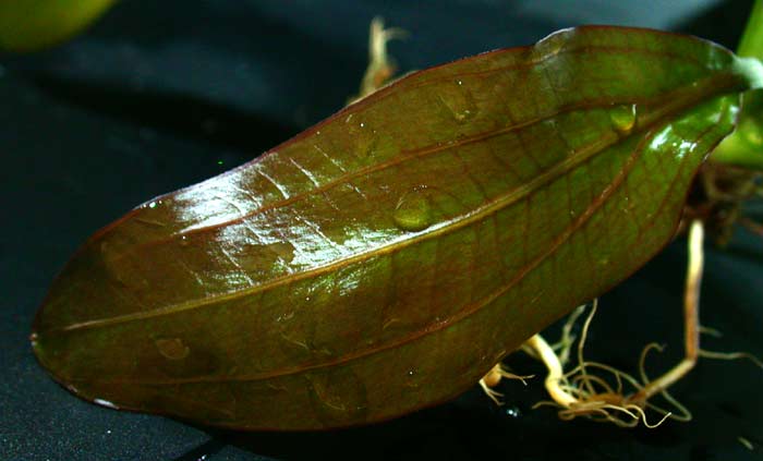 エキノドルス スーパーレッドホレマニー【レヨンベールアクア】