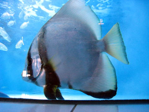 茶平工業 記念メダルコレクション 新潟県 マリンピア日本海