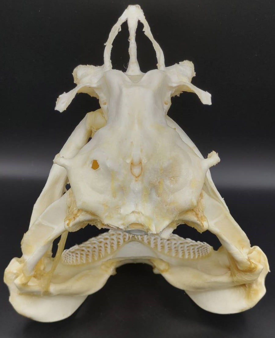 カマストガリザメ 頭骨標本 幅約29cm [Carcharhinus limbatus] Skull