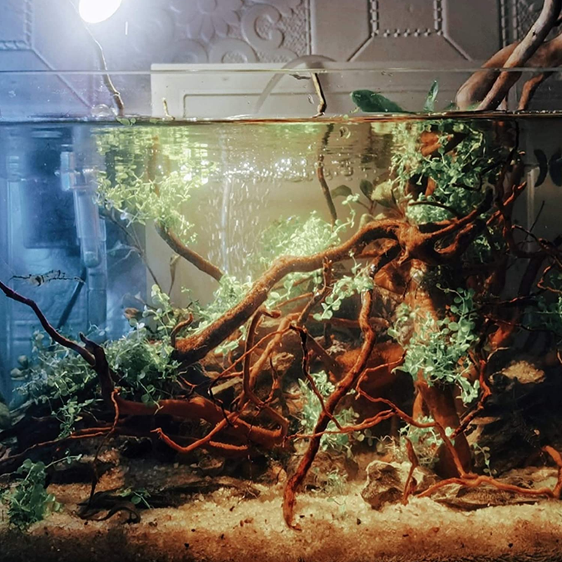 EWE水槽用流木 天然スパイダーウッド 爬虫類ブランチ 水槽装飾