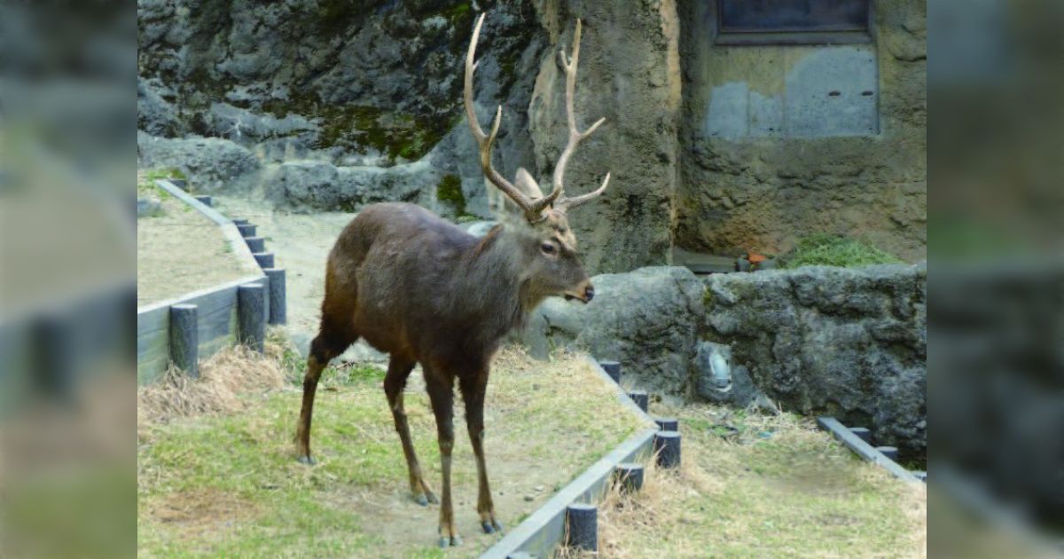 エゾジカ 大きな角 直接取りに来れる方限定❗️ エゾジカ 大きな角